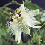 passiflora_constance_elliott