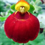 pantoffelplantjes