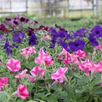 perkplanten