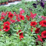 perkplanten