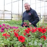 Perkplanten