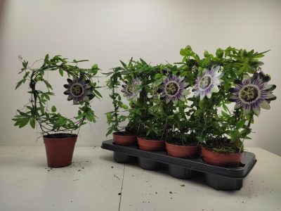 Caerulea boog-6770331