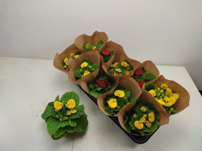 Calceolaria-6607607