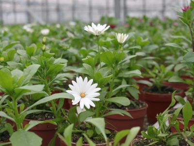 perkplanten