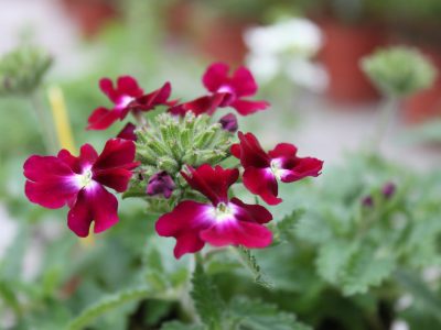 Verbena