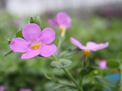 Bacopa