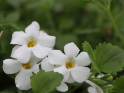 Bacopa