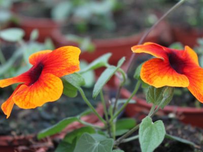 Thunbergia (Suzanne met de mooie ogen)