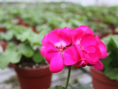 Geranium