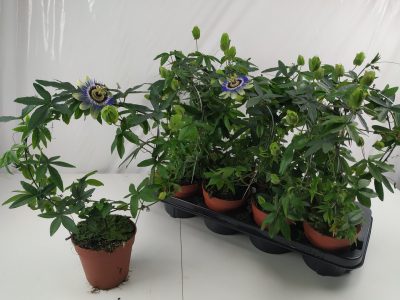 Passiflora-1643383