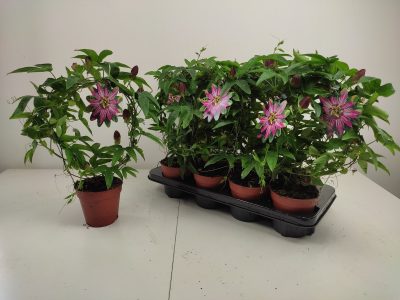 Passiflora Vi-4822396